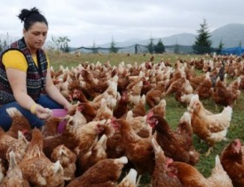 700 Bin Lira Hibe Tavuk Çiftliği Kredisi Devlet Destekli Teşvik!